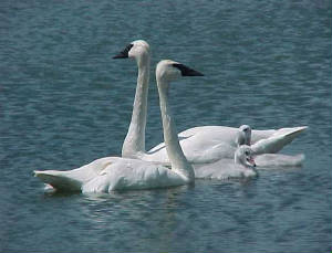 Larson Lake